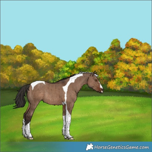 Horse Color:Liver Red Dun Tobiano Rabicano Brindle
