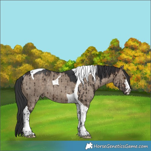 Horse Color:Brown Dun Tobiano Rabicano Brindle 