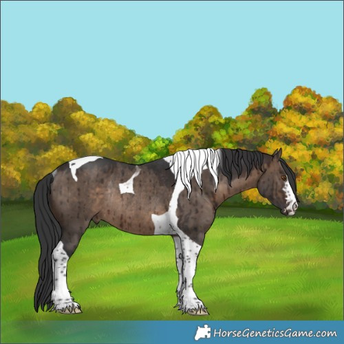 Horse Color:Brown Dun Tobiano Rabicano Brindle