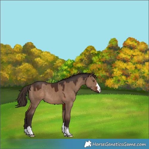 Horse Color:Liver Red Dun Rabicano 