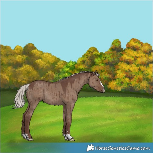 Horse Color:Silver Grullo Rabicano Brindle 