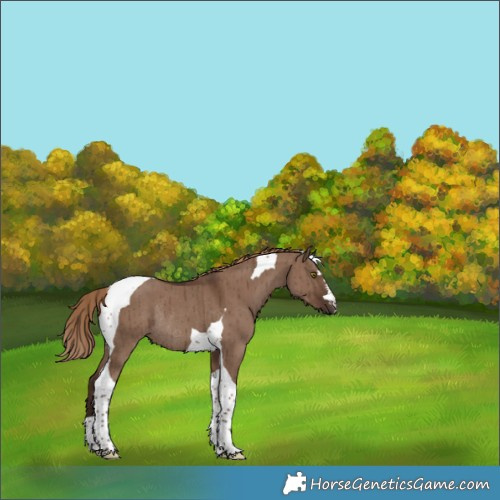 Horse Color:Liver Red Dun Tobiano Rabicano Brindle 
