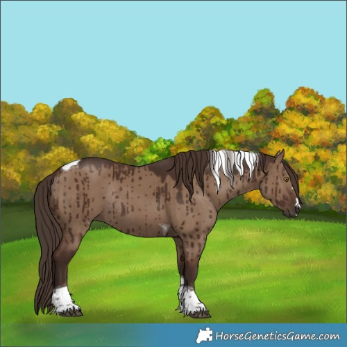 Horse Color:Liver Red Dun Tobiano Rabicano Brindle