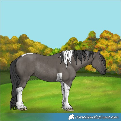 Horse Color:Grullo Tobiano Rabicano Brindle 