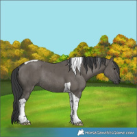 Horse Color:Grullo Tobiano Rabicano Brindle 