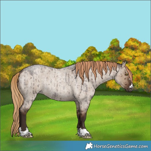 Horse Color:Liver Red Dun Roan Rabicano Brindle 