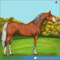 Horse Color:Bay and Silver Bay
