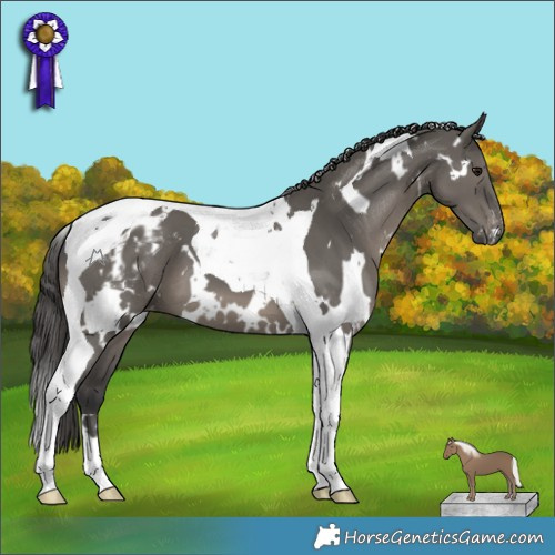 Horse Color:White Spotted Grullo Mushroom Tobiano Appaloosa