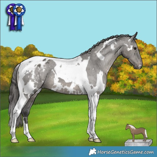 Horse Color:White Spotted Grullo Mushroom Tobiano Appaloosa 
