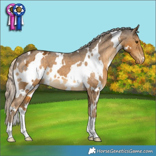 Horse Color:White Spotted Chocolate Palomino Mushroom Appaloosa 