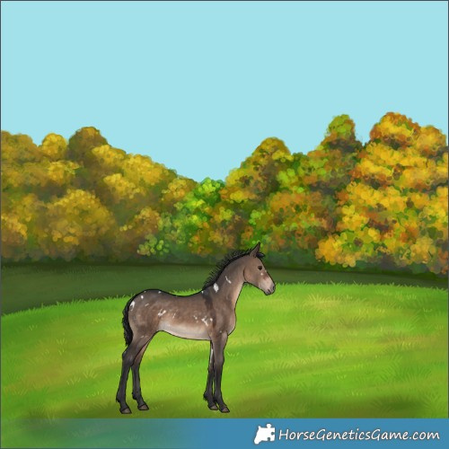 Horse Color:White Spotted Brown Dun Rabicano 