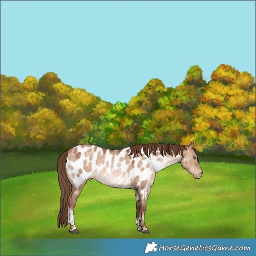 Horse Color:White Spotted Brown Snowdrop Pearl Dun Tobiano Near Leopard Rabicano 