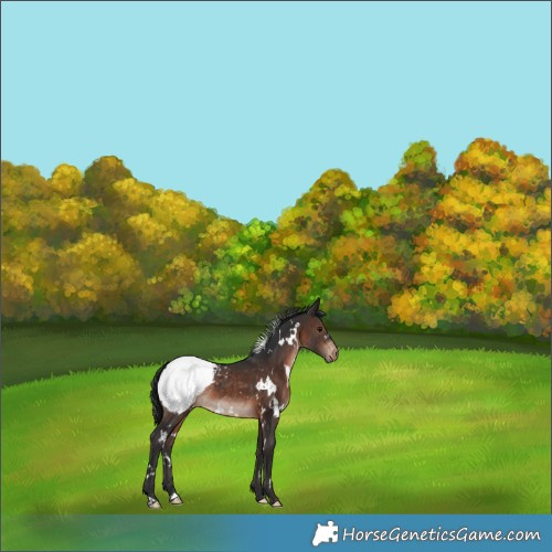 Horse Color:White Spotted Brown Snowcap Rabicano 