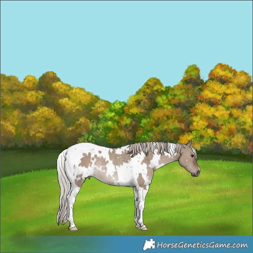 Horse Color:White Spotted Silver Grullo Tobiano Rabicano 