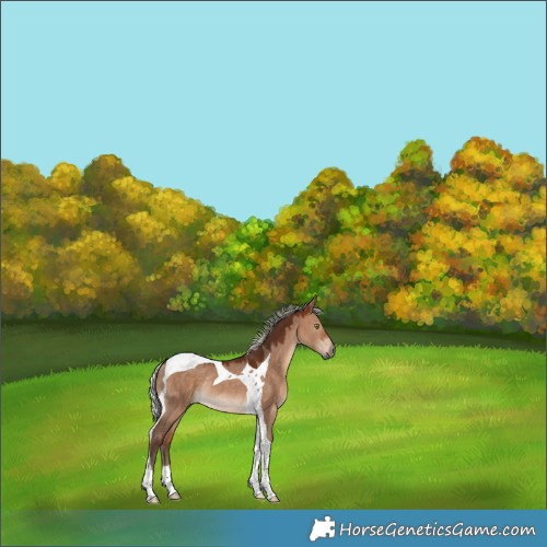 Horse Color:Silver Bay Dun Tobiano Rabicano 