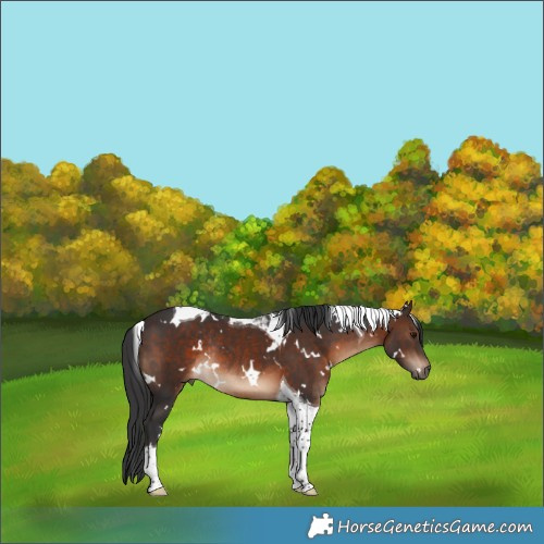 Horse Color:White Spotted Brown Tobiano Rabicano 