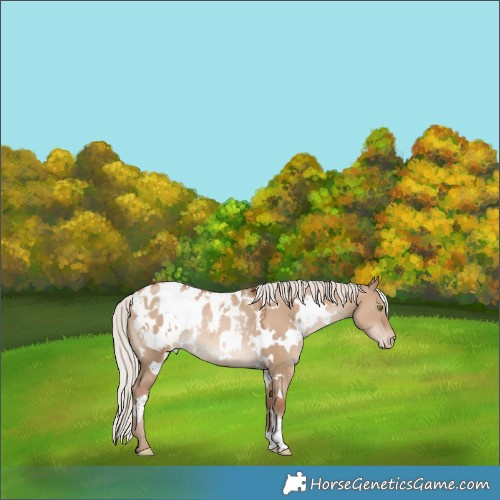 Horse Color:White Spotted Silver Grullo Pearl Appaloosa Rabicano