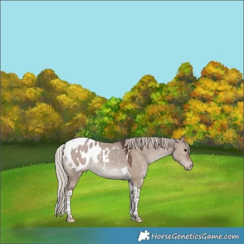 Horse Color:Silver Grullo Tobiano Appaloosa Rabicano
