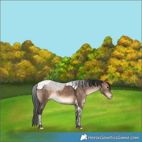 Horse Color:Bay Dun Tobiano Varnish Rabicano 