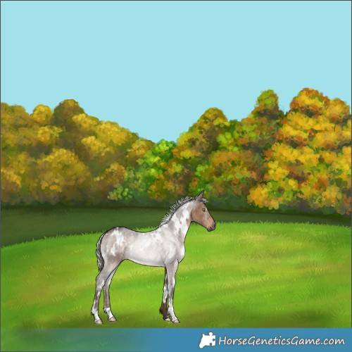 Horse Color:White Spotted Silver Brown Dun Rabicano 