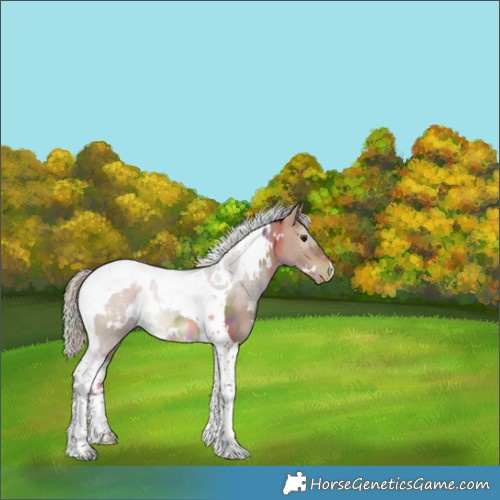 Horse Color:Nacre White Spotted Silver Bay Dun Tobiano Appaloosa 