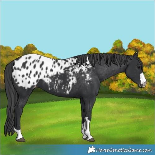 Horse Color:Black Appaloosa 