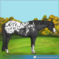 Horse Color:Black Appaloosa