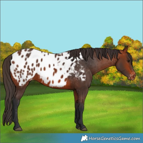Horse Color:Bay Appaloosa 