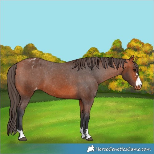 Horse Color:Bay Appaloosa 