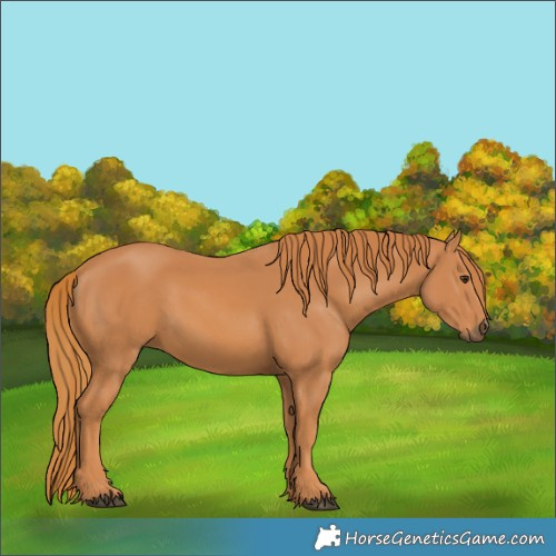 Horse Color:Chestnut 