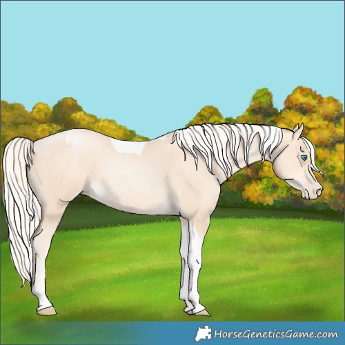 Horse Color:Gold Cream Champagne Pearl Tobiano