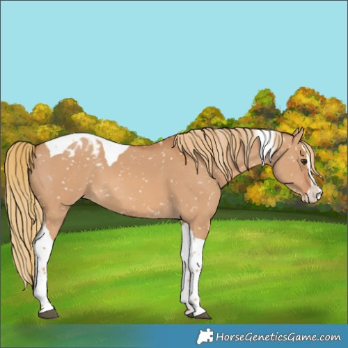Horse Color:Red Dun Splash Tobiano Blanket