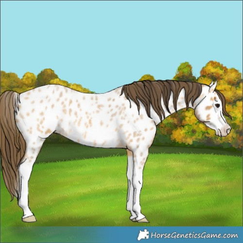Horse Color:Buckskin Roan Splash Near Leopard 
