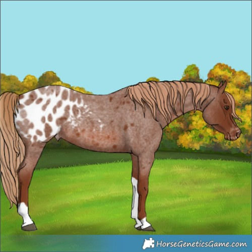 Horse Color:Red Roan Tobiano Appaloosa 