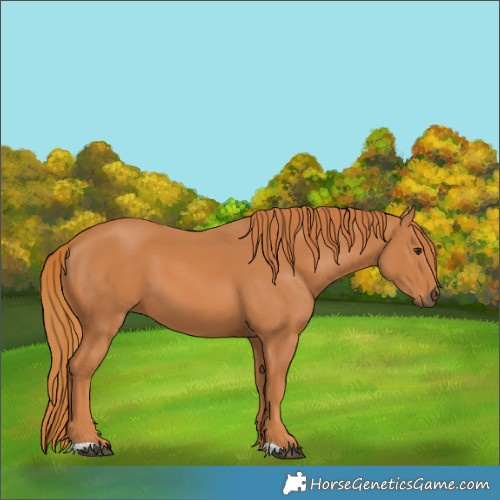 Horse Color:Chestnut 