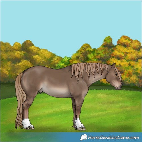 Horse Color:Liver Red Dun 