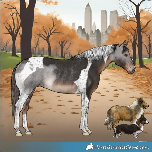 Horse Color:Liver Chestnut Tobiano Rabicano