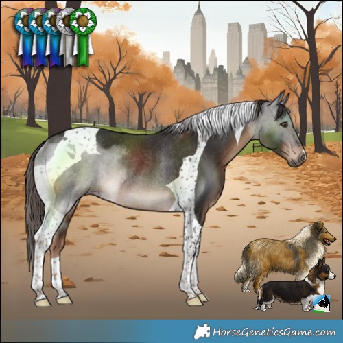 Horse Color:Liver Chestnut Tobiano Rabicano 