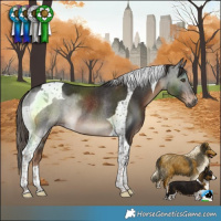 Horse Color:Liver Chestnut Tobiano Rabicano 