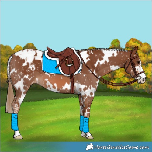 Horse Color:White Spotted Chestnut Sabino Appaloosa