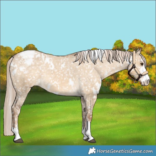 Horse Color:White Spotted Chocolate Palomino Dun Sabino Appaloosa