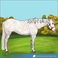 Horse Color:White Spotted Chocolate Palomino Dun Sabino Snowflake Varnish