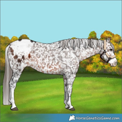 Horse Color:White Spotted Brown Sabino Appaloosa 