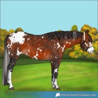Horse Color:White Spotted Brown Sabino Appaloosa