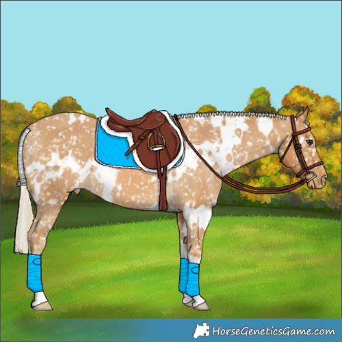 Horse Color:White Spotted Palomino Appaloosa