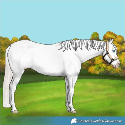 Horse Color:White Spotted Palomino Pearl Appaloosa 