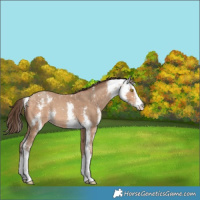 Horse Color:Amber Champagne Sabino Appaloosa