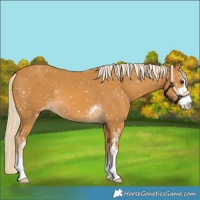 Horse Color:Palomino Sabino Appaloosa