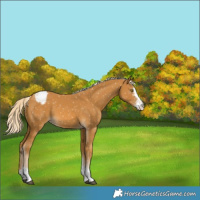 Horse Color:Palomino Sabino Appaloosa 