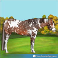 Horse Color:White Spotted Bay Sabino Appaloosa 